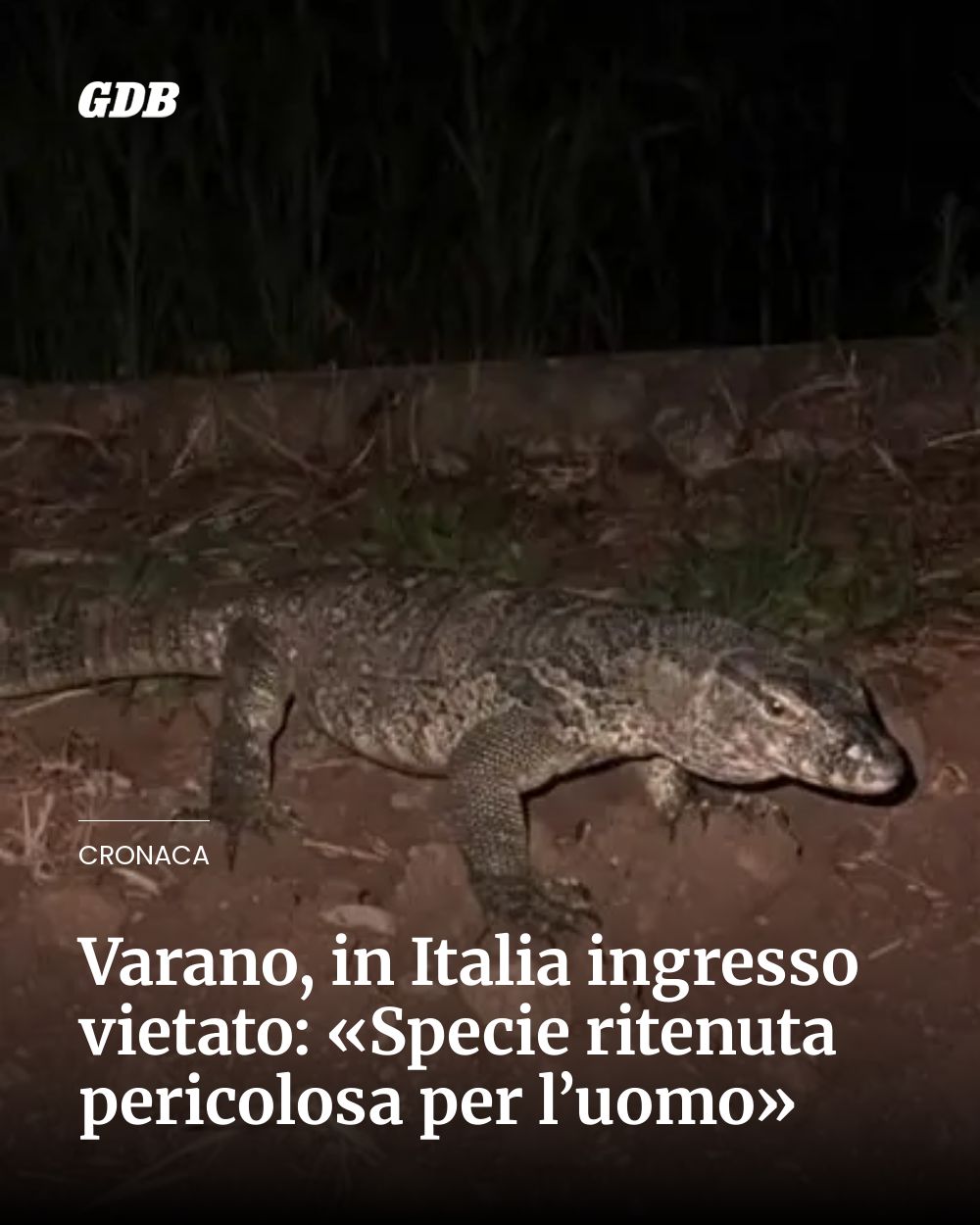 Post Instagram @giornaledibrescia: Varano, in Italia ingresso vietato: «Specie ritenuta pericolosa per l’uomo»...