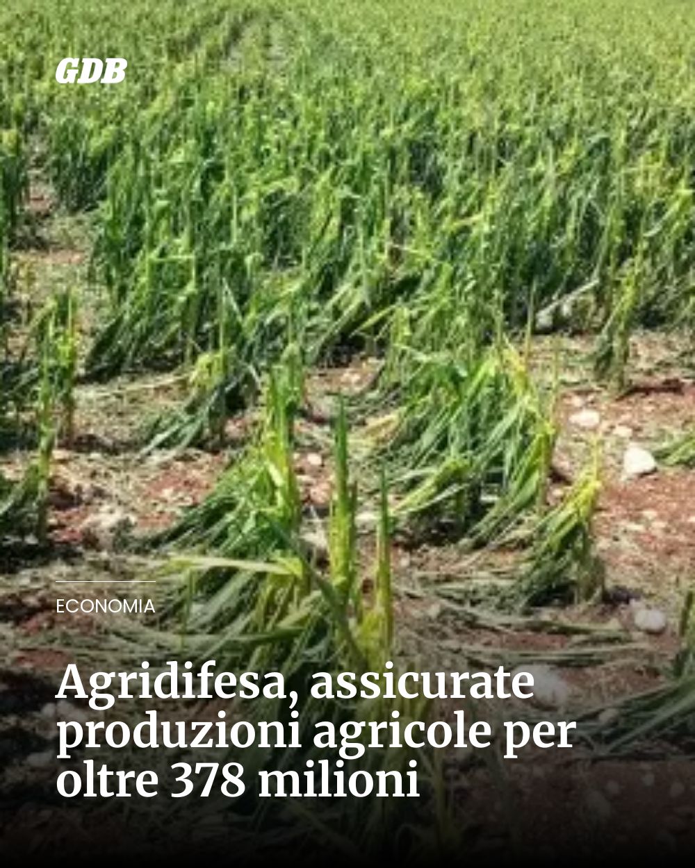 Post Instagram @giornaledibrescia: Agridifesa, assicurate produzioni agricole per oltre 378 milioni...