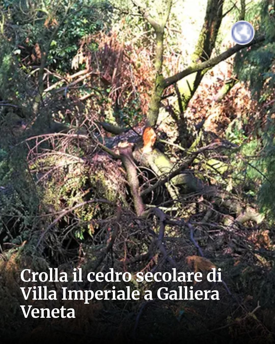 Post Instagram @socialbeat.test: Crolla il cedro secolare di Villa Imperiale a Galliera Veneta...