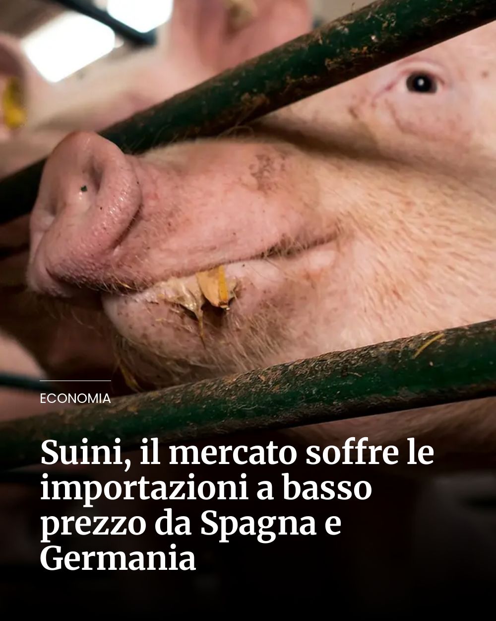 Post Instagram @giornaledibrescia: Suini, il mercato soffre le importazioni a basso prezzo da Spagna e Germania...