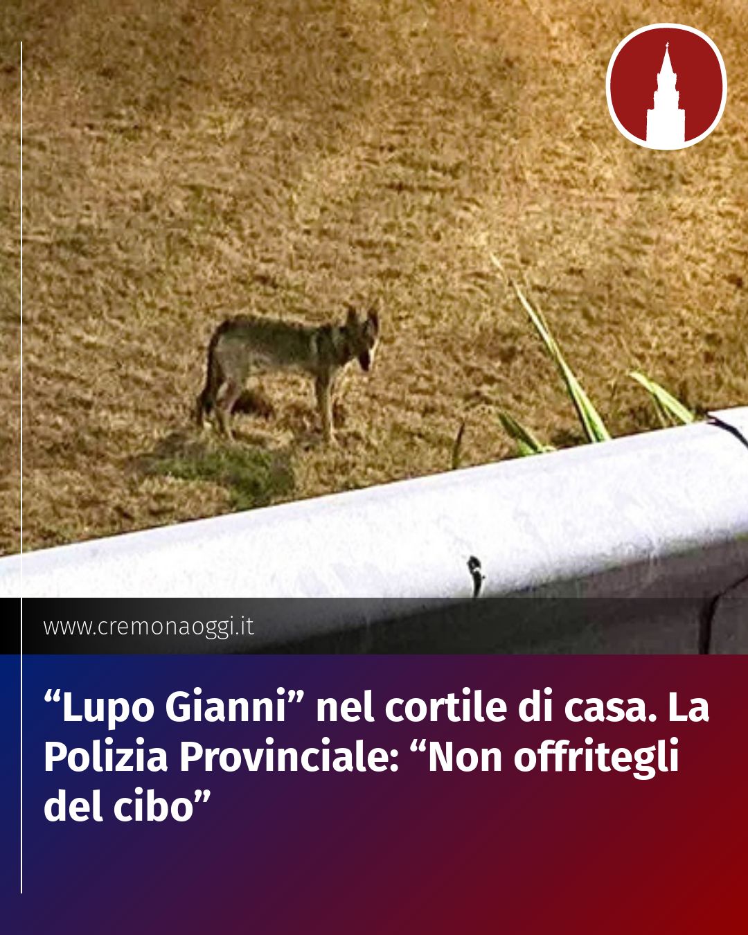 Post Instagram @Cremona_Oggi: “Lupo Gianni” nel cortile di casa. La Polizia Provinciale: “Non offritegli del cibo”...