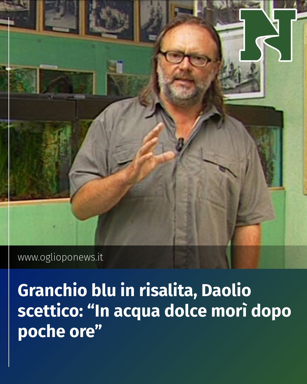 Post Instagram @redazione@oglioponews.it: Granchio blu in risalita, Daolio scettico: “In acqua dolce morì dopo poche ore”...