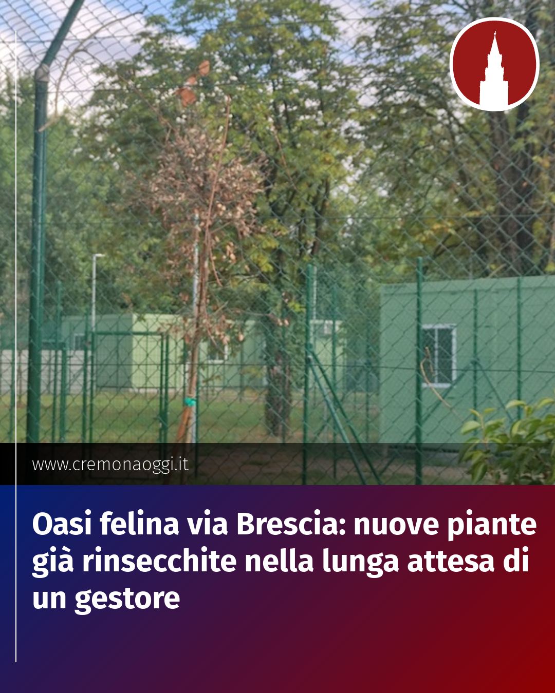 Post Instagram @Cremona_Oggi: Oasi felina via Brescia: nuove piante già rinsecchite nella lunga attesa di un gestore...