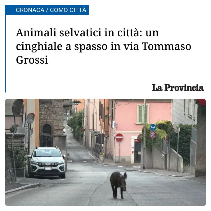 Animali selvatici in città: un cinghiale a spasso in via Tommaso Grossi...
