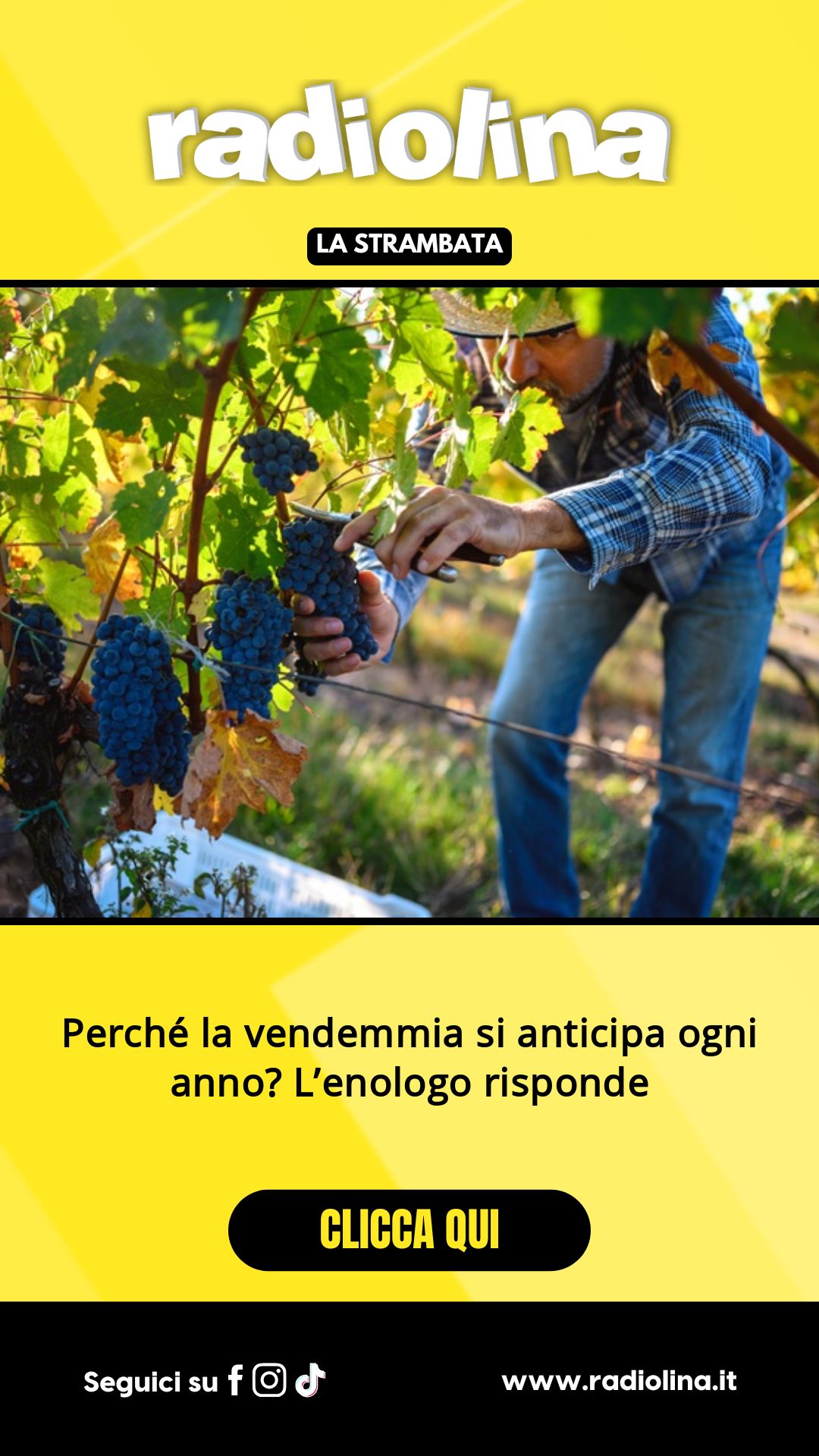Perché la vendemmia si anticipa ogni anno? L’enologo risponde...
