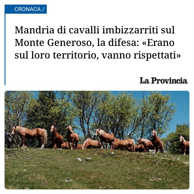 Mandria di cavalli imbizzarriti sul Monte Generoso, la difesa: «Erano sul loro territorio, vanno rispettati»...
