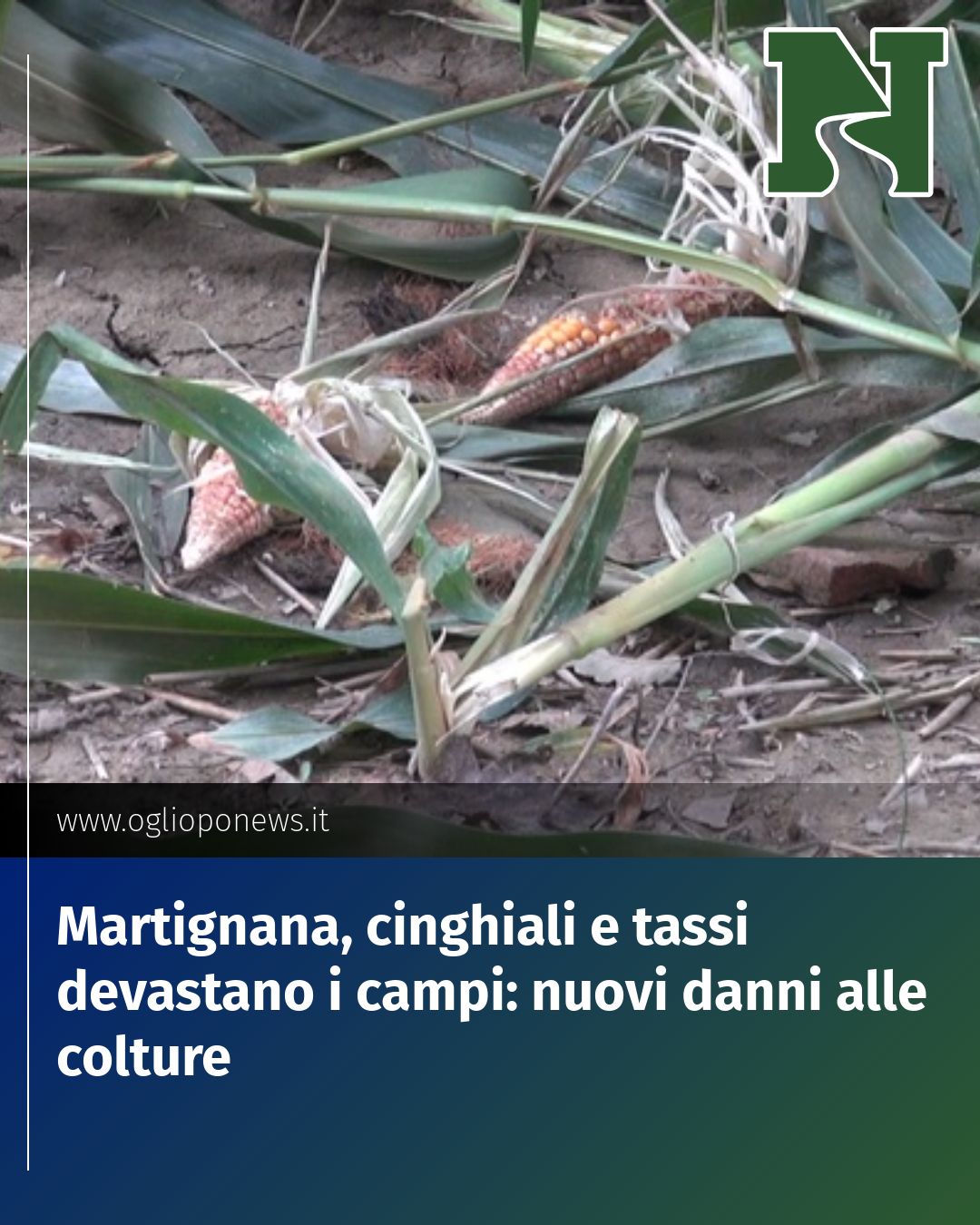Post Instagram @redazione@oglioponews.it: Martignana, cinghiali e tassi devastano i campi: nuovi danni alle colture...