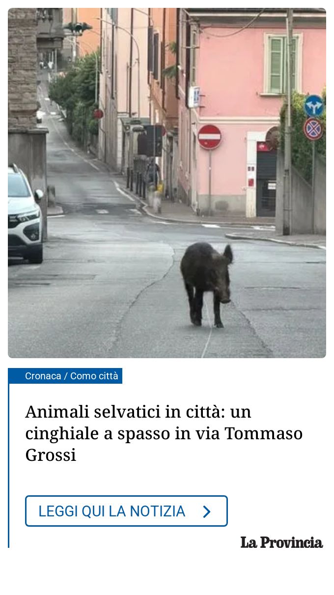 Animali selvatici in città: un cinghiale a spasso in via Tommaso Grossi...