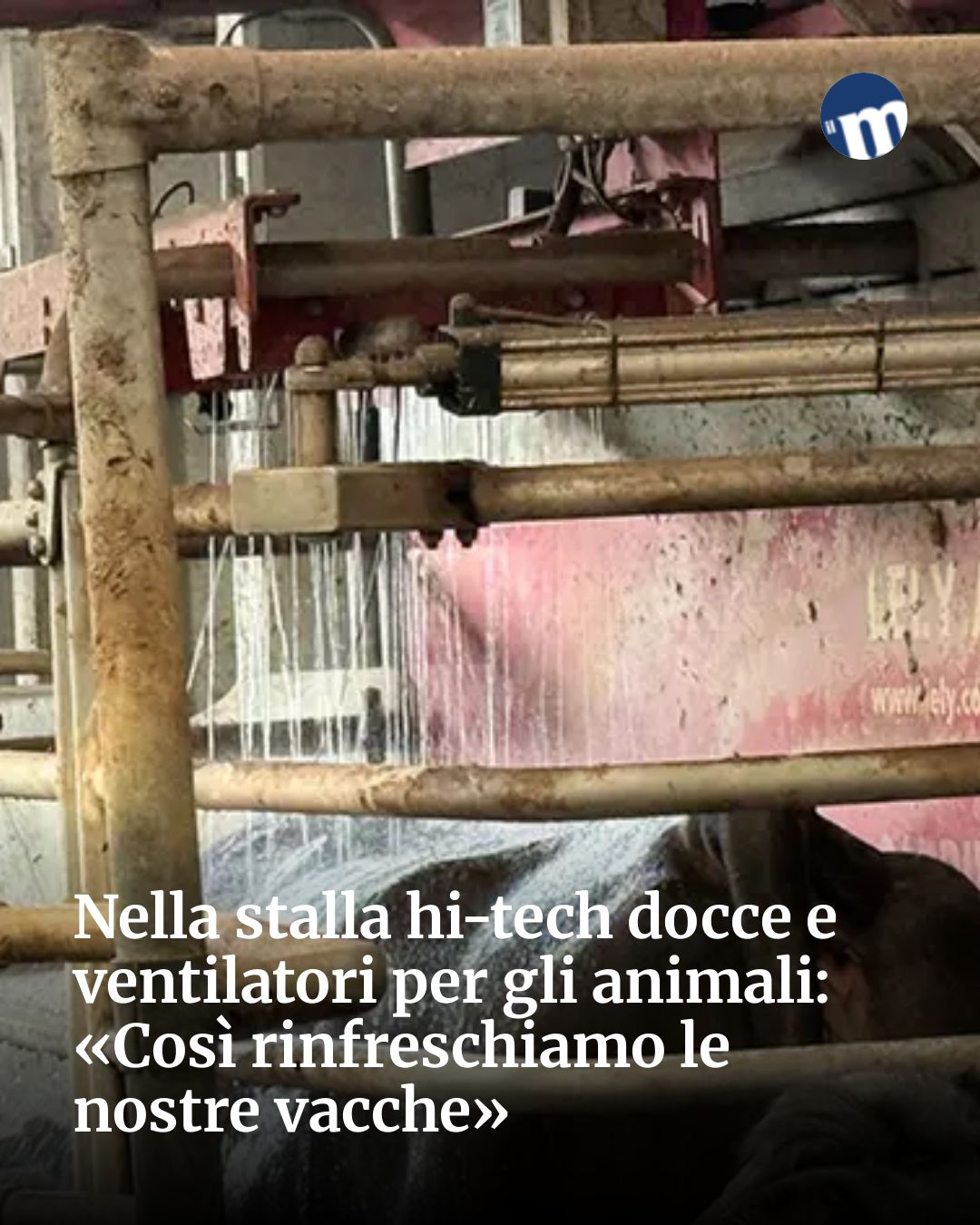 Post Instagram @socialbeat.test: Nella stalla hi-tech docce e ventilatori per gli animali: «Così rinfreschiamo le nostre vacche»...