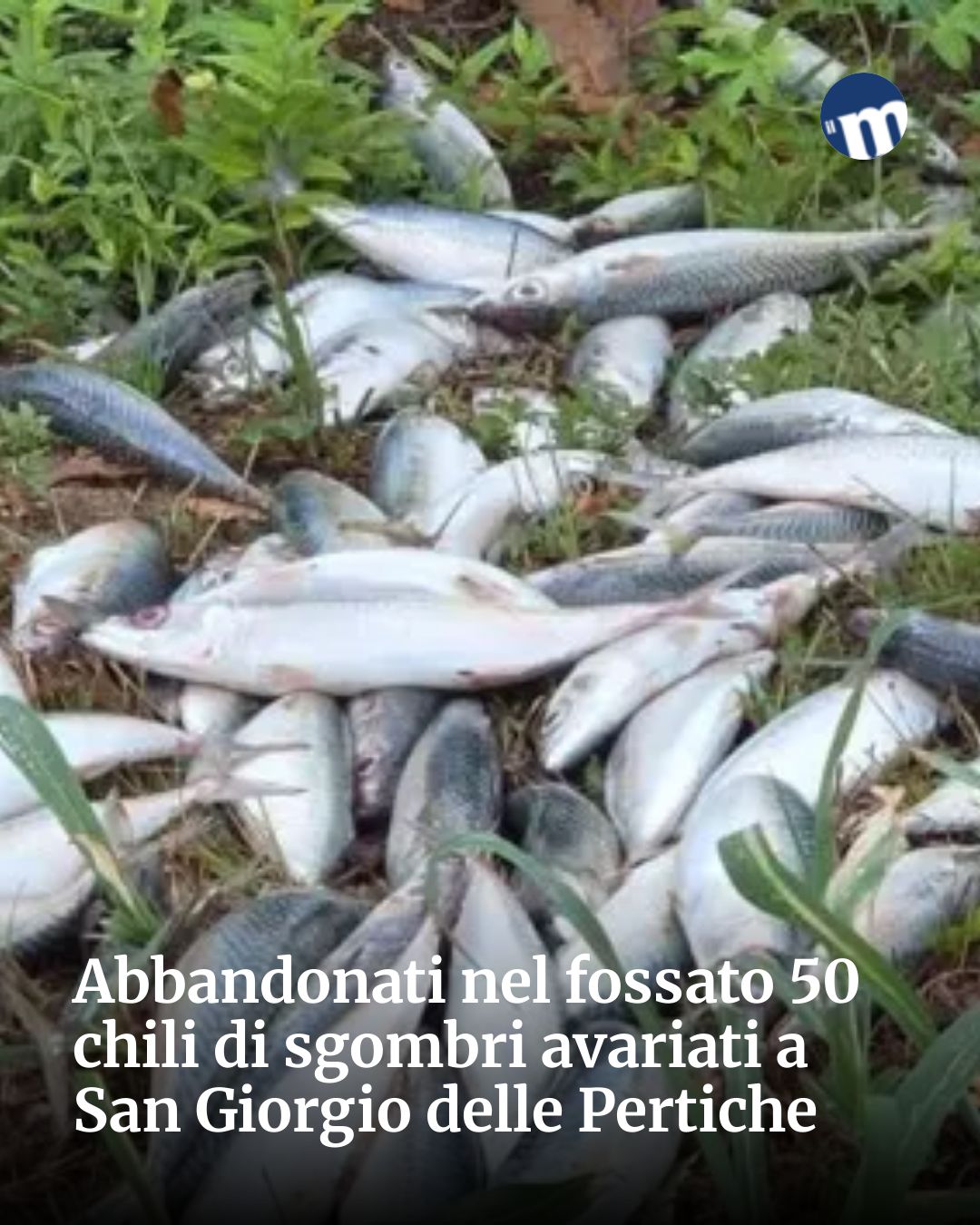 Post Instagram @socialbeat.test: Abbandonati nel fossato 50 chili di sgombri avariati a San Giorgio delle Pertiche...