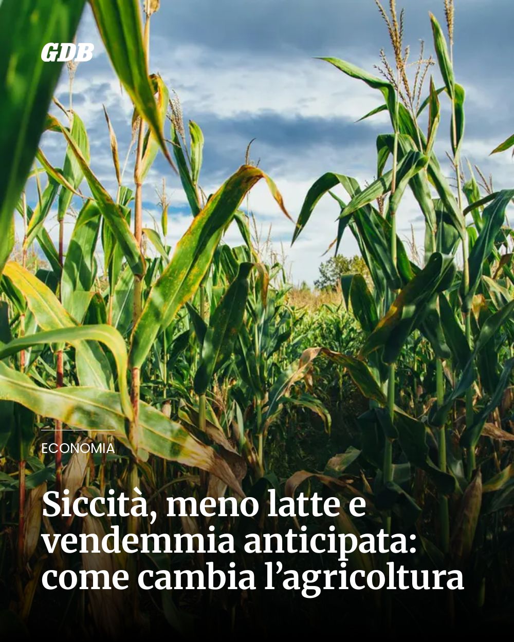 Post Instagram @giornaledibrescia: Siccità, meno latte e vendemmia anticipata: come cambia l’agricoltura...