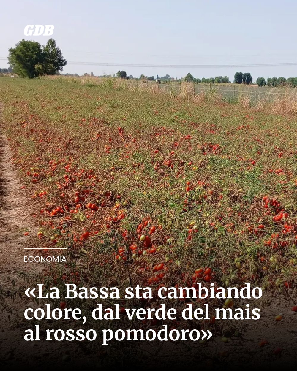 Post Instagram @giornaledibrescia: «La Bassa sta cambiando colore, dal verde del mais al rosso pomodoro»...
