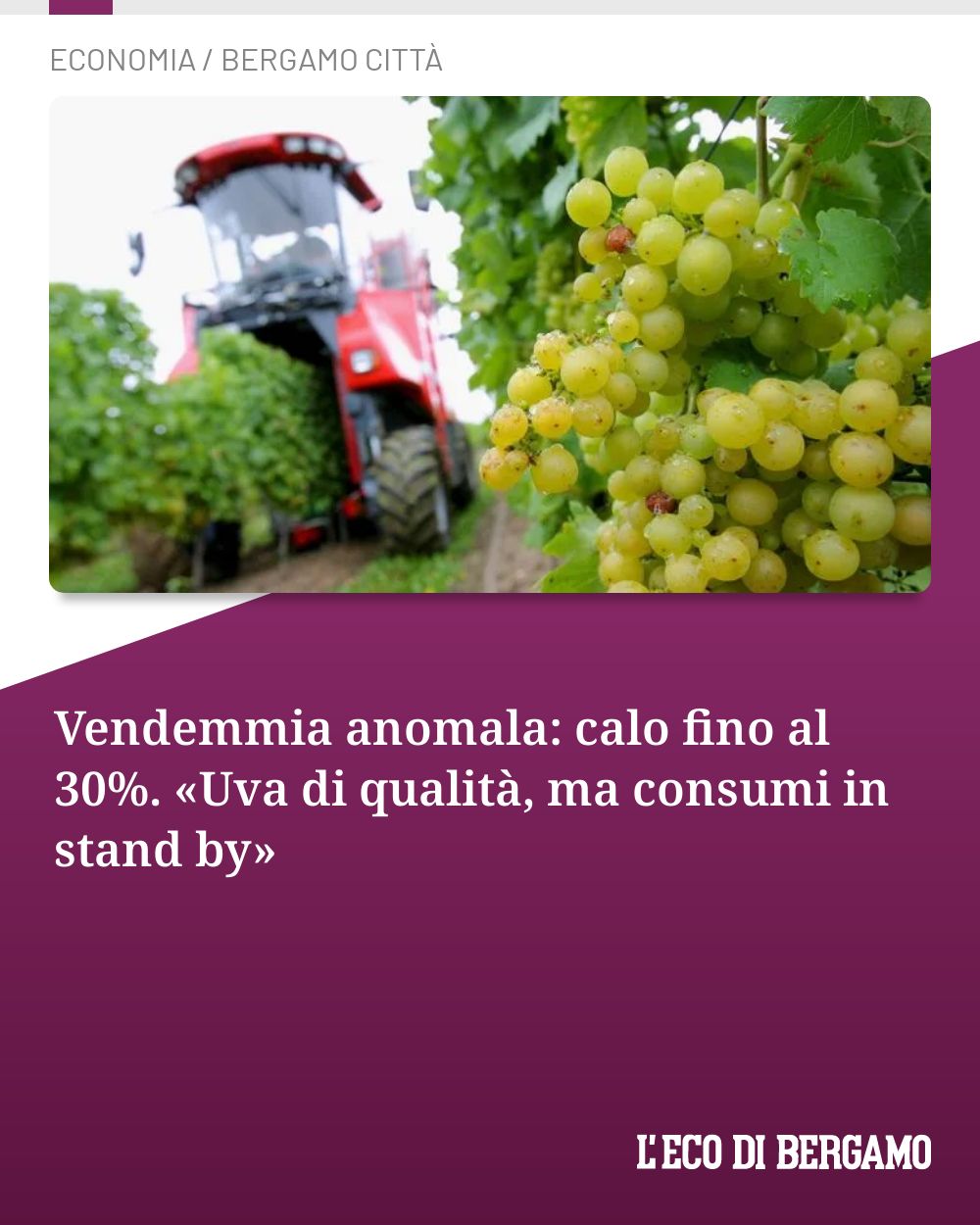 Post Instagram @ecodibergamo: Vendemmia anomala: calo fino al 30%. «Uva di qualità, ma consumi in stand by»...