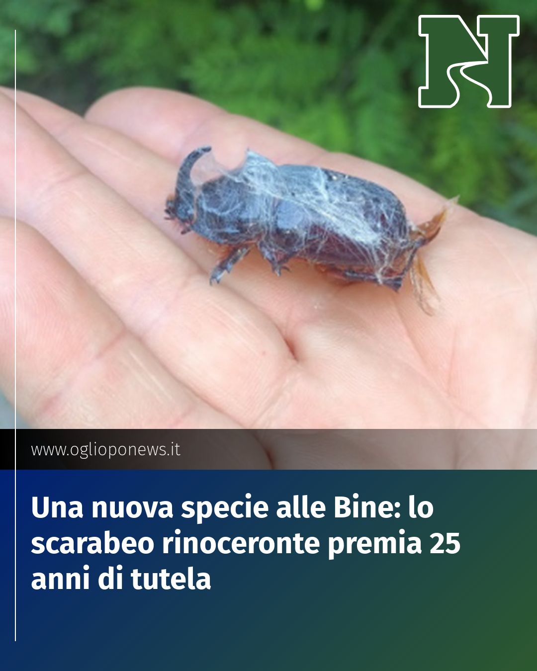 Post Instagram @redazione@oglioponews.it: Una nuova specie alle Bine: lo scarabeo rinoceronte premia 25 anni di tutela...