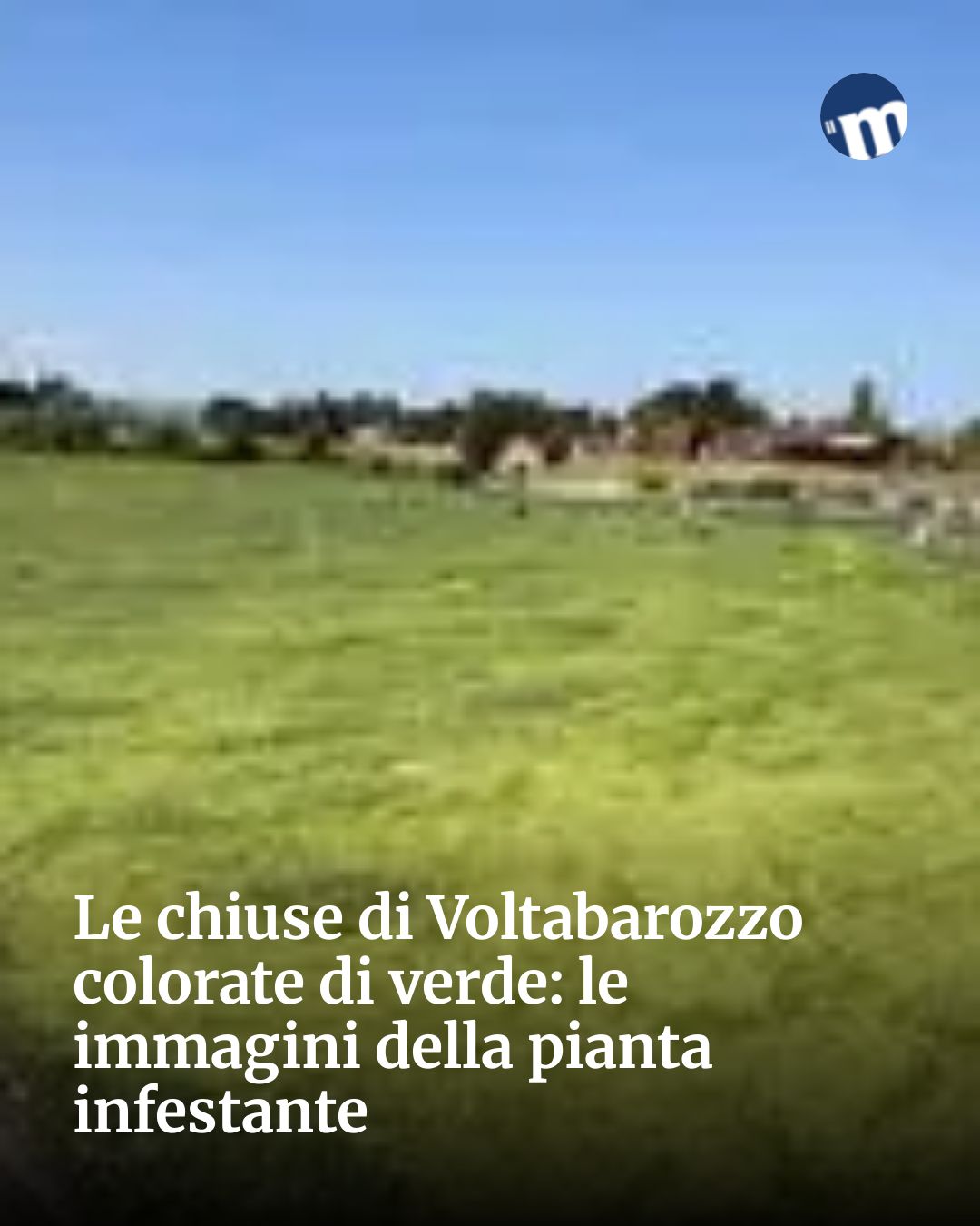 Post Instagram @socialbeat.test: Le chiuse di Voltabarozzo colorate di verde: le immagini della pianta infestante...