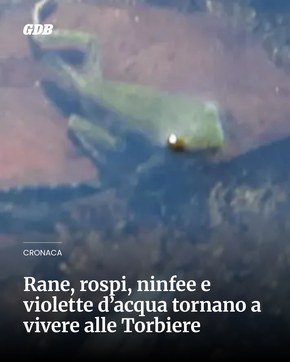 Post Instagram @giornaledibrescia: Rane, rospi, ninfee e violette d’acqua tornano a vivere alle Torbiere...