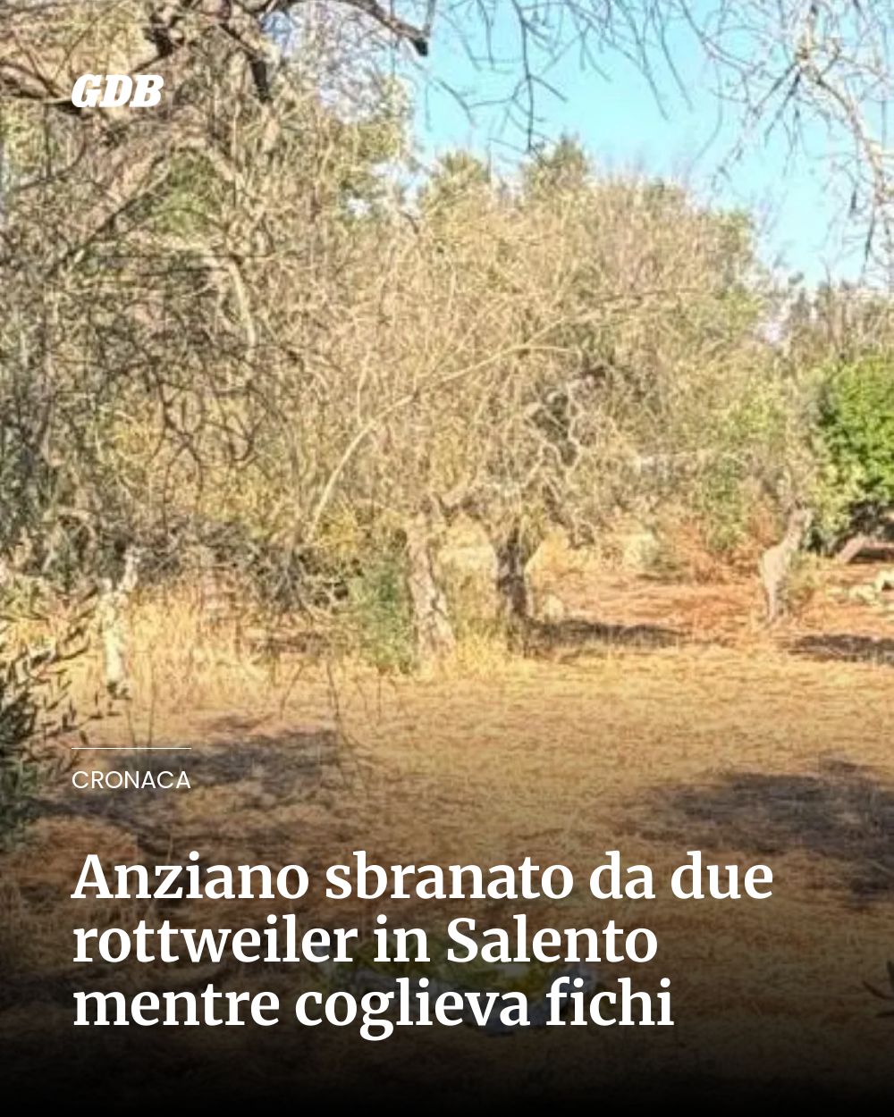 Post Instagram @giornaledibrescia: Anziano sbranato da due rottweiler in Salento mentre coglieva fichi...