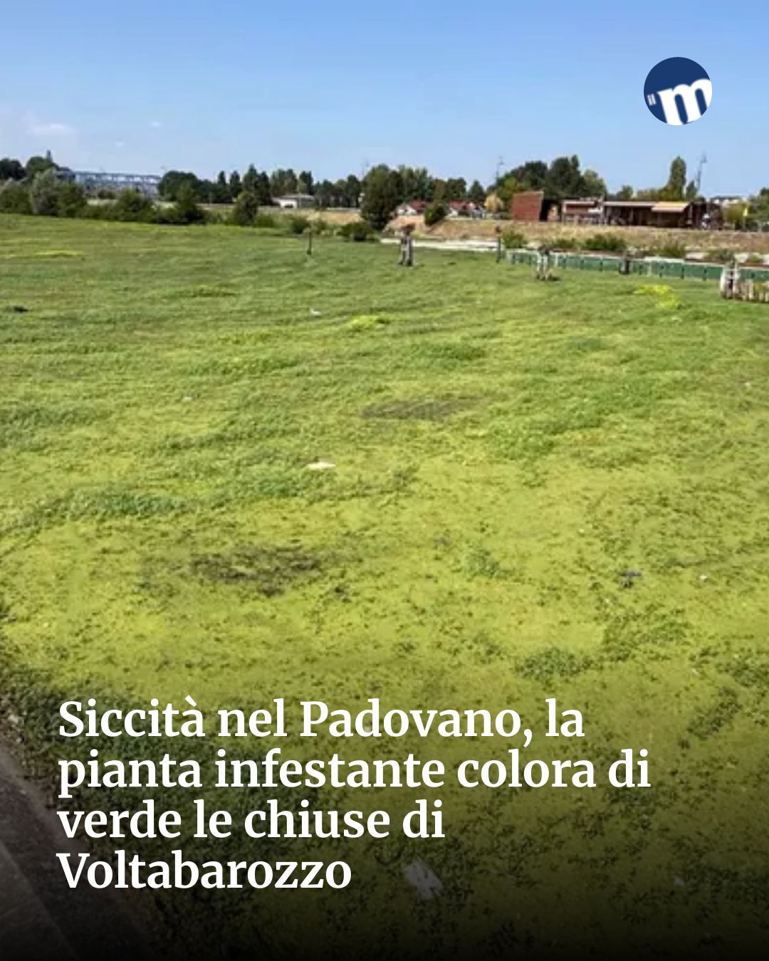 Post Instagram @socialbeat.test: Siccità nel Padovano, la pianta infestante colora di verde le chiuse di Voltabarozzo...