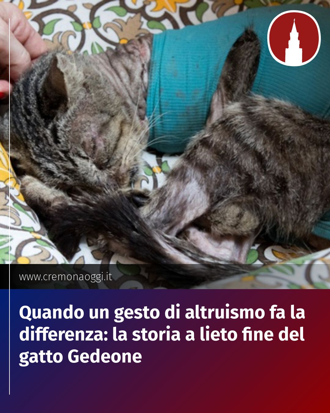 Post Instagram @Cremona_Oggi: Quando un gesto di altruismo fa la differenza: la storia a lieto fine del gatto Gedeone...