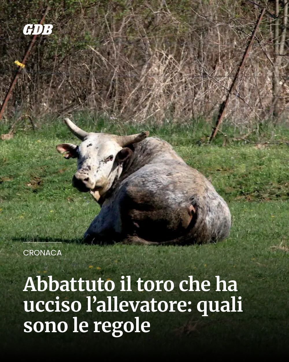 Post Instagram @giornaledibrescia: Abbattuto il toro che ha ucciso l’allevatore: quali sono le regole...
