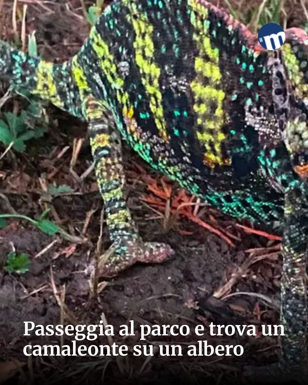Post Instagram @socialbeat.test: Passeggia al parco e trova un camaleonte su un albero...