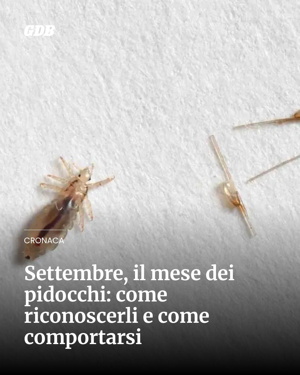 Post Instagram @giornaledibrescia: Settembre, il mese dei pidocchi: come riconoscerli e come comportarsi...