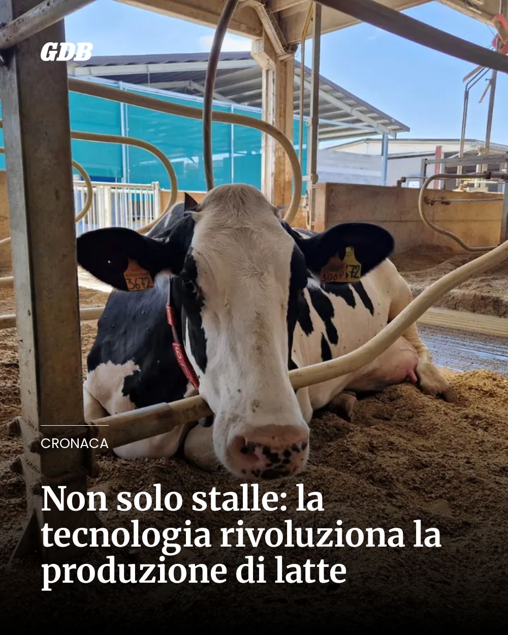 Non solo stalle: la tecnologia rivoluziona la produzione di latte...