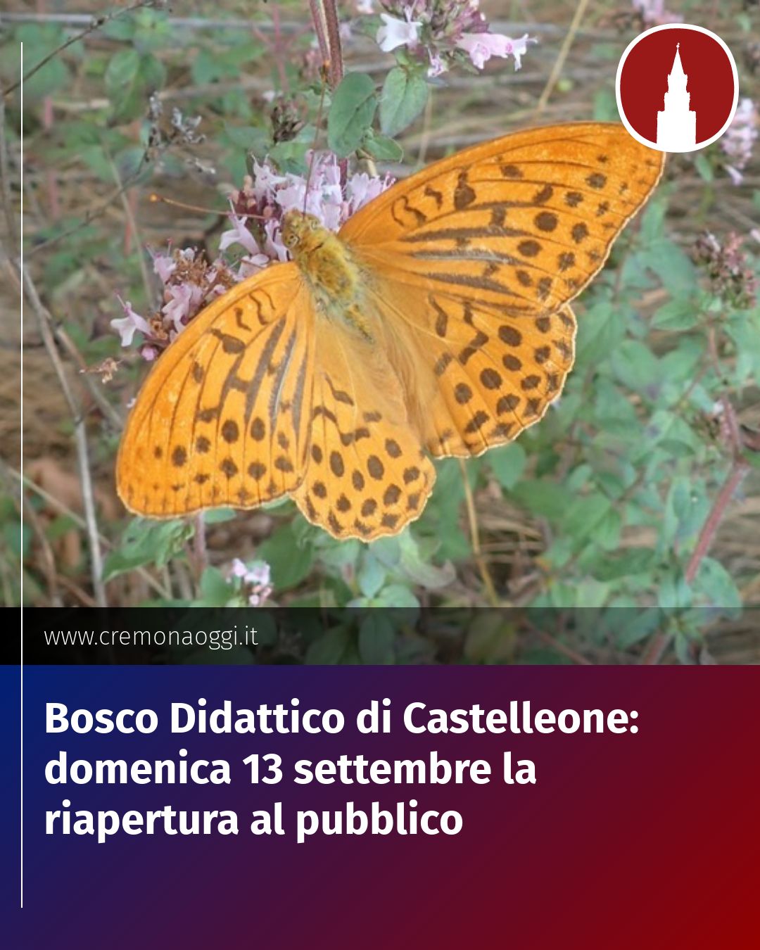 Post Instagram @Cremona_Oggi: Bosco Didattico di Castelleone: domenica 13 settembre la riapertura al pubblico...