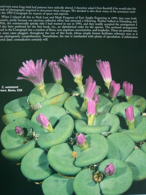 Dumpling And His Wife: New Views Of The Genus Conophytum - Auction 