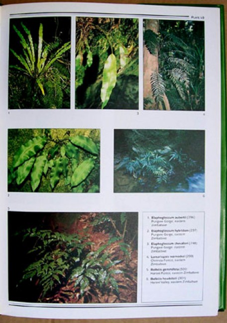 Southern African Ferns And Fern Allies - Auction #24 ...