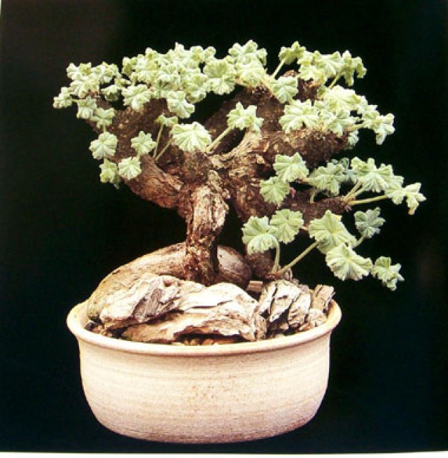 Caudiciform & Pachycaul Succulents - Auction #37