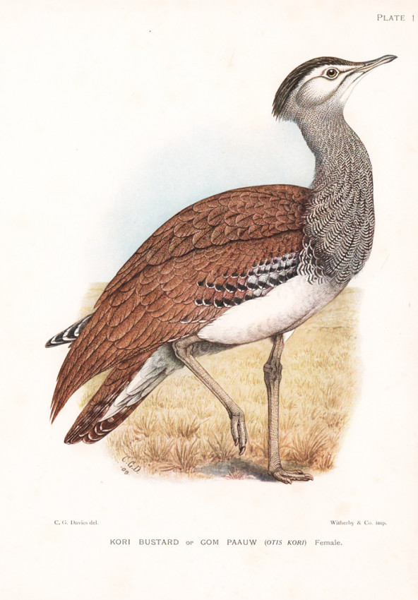 The Game birds Water fowl Of South Africa Auction 120 Preview The Game birds Water fowl Of South Africa Auction 120 Preview