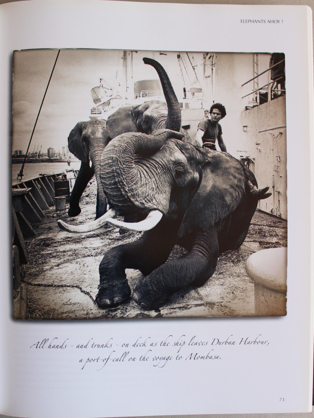 その他 PRE-ASSEMBLEDCOLLECTION BRAHMAN ELEPHAN PRE-ASSEMBLEDCOLLECTION BRAHMAN ELEPHAN