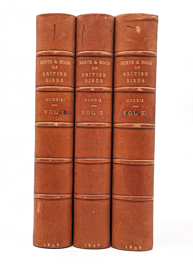 A NATURAL HISTORY OF THE NESTS AND EGGS OF BRITISH BIRDS