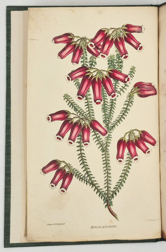 A TREATISE ON THE PROPAGATION, CULTIVATION AND GENERAL TREATMENT OF CAPE HEATHS