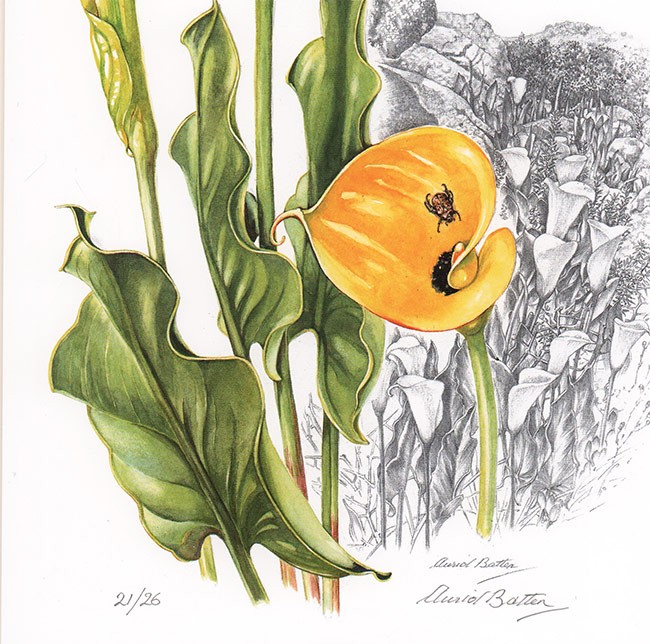 South African Botanical Art (sponsors Edition) Auction 50