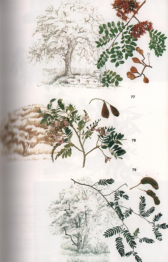 Trees Of Southern Africa (subscriber's Edition) Auction 56