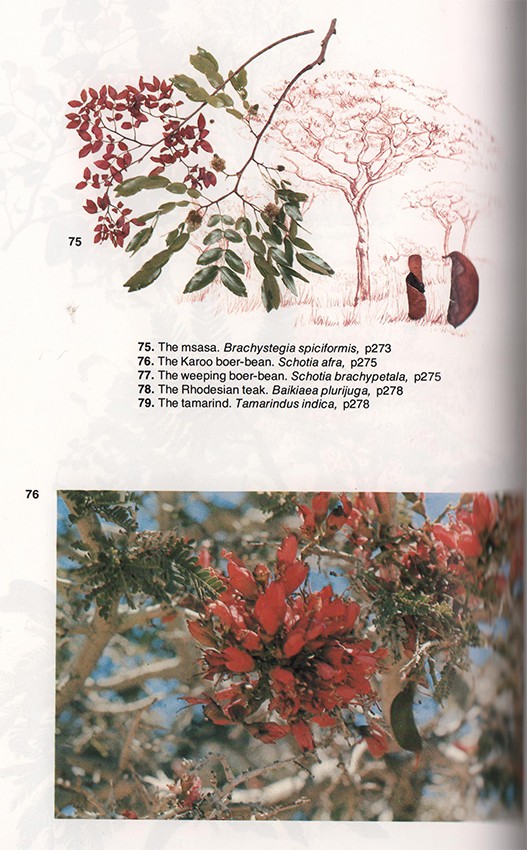 Trees Of Southern Africa (subscriber's Edition) Auction 56