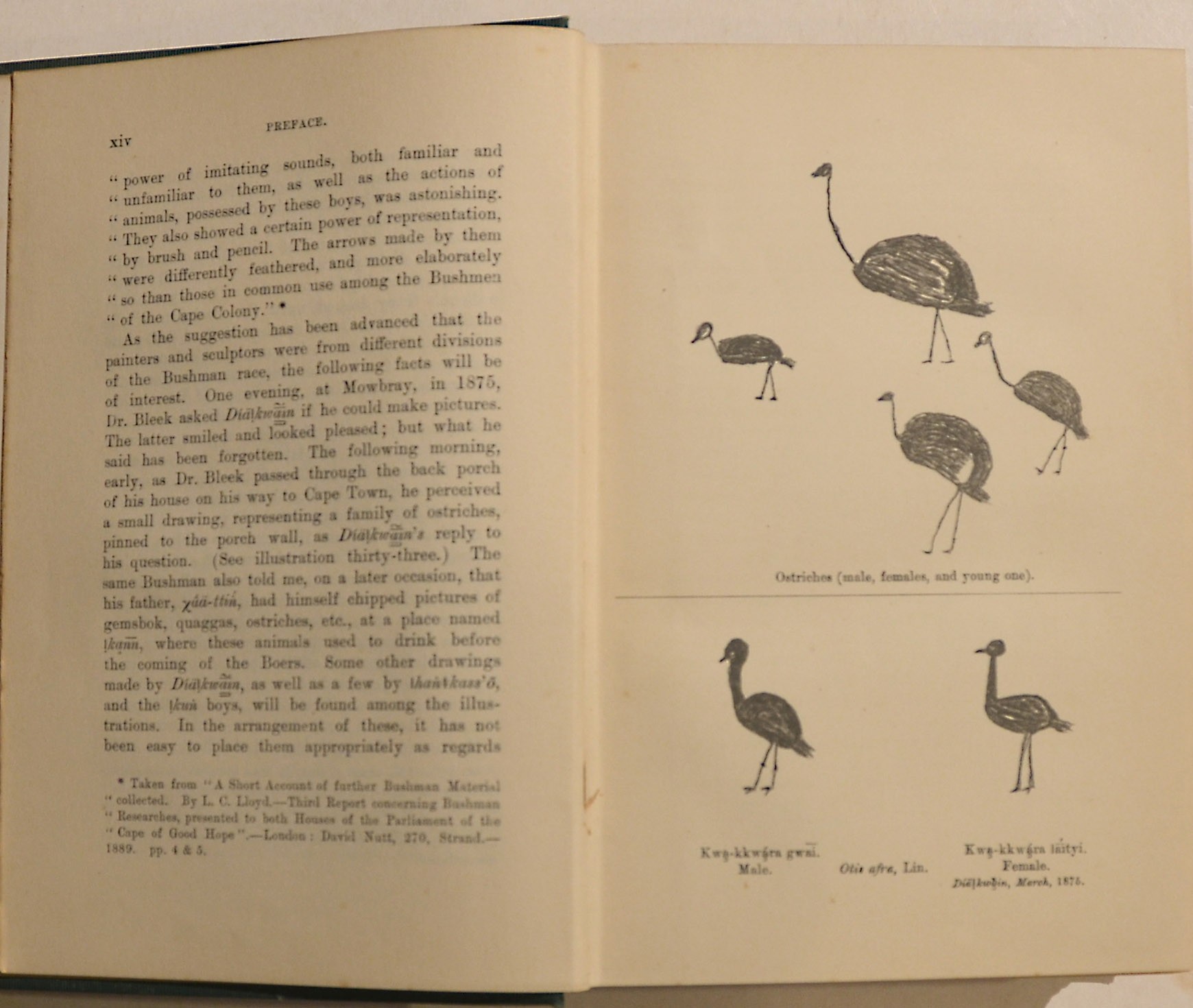 Specimens Of Bushman Folklore Interesting Association Copy With