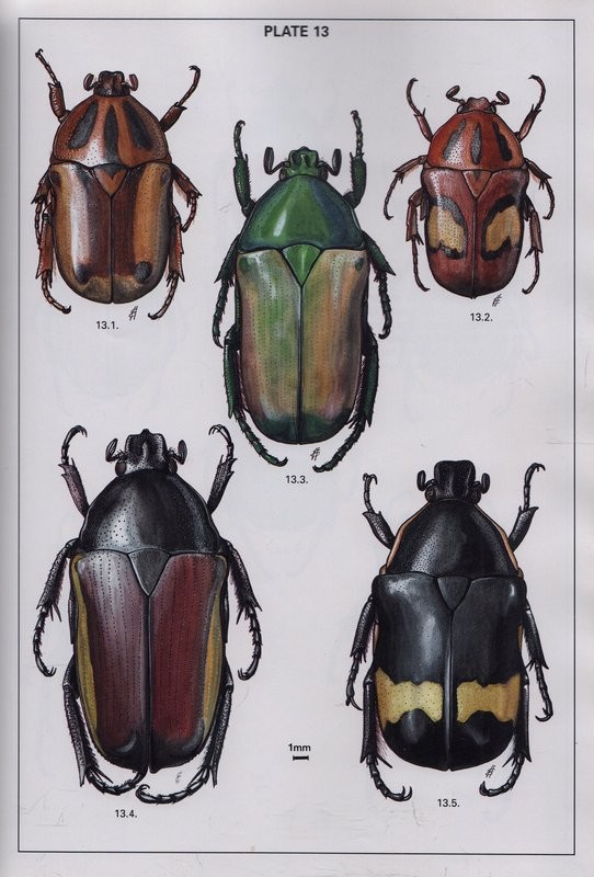 Fruit Chafers Of Southern Africa Auction 64 AntiquarianAuctions Fruit chafers of southern africa auction 64 antiquarianauctions