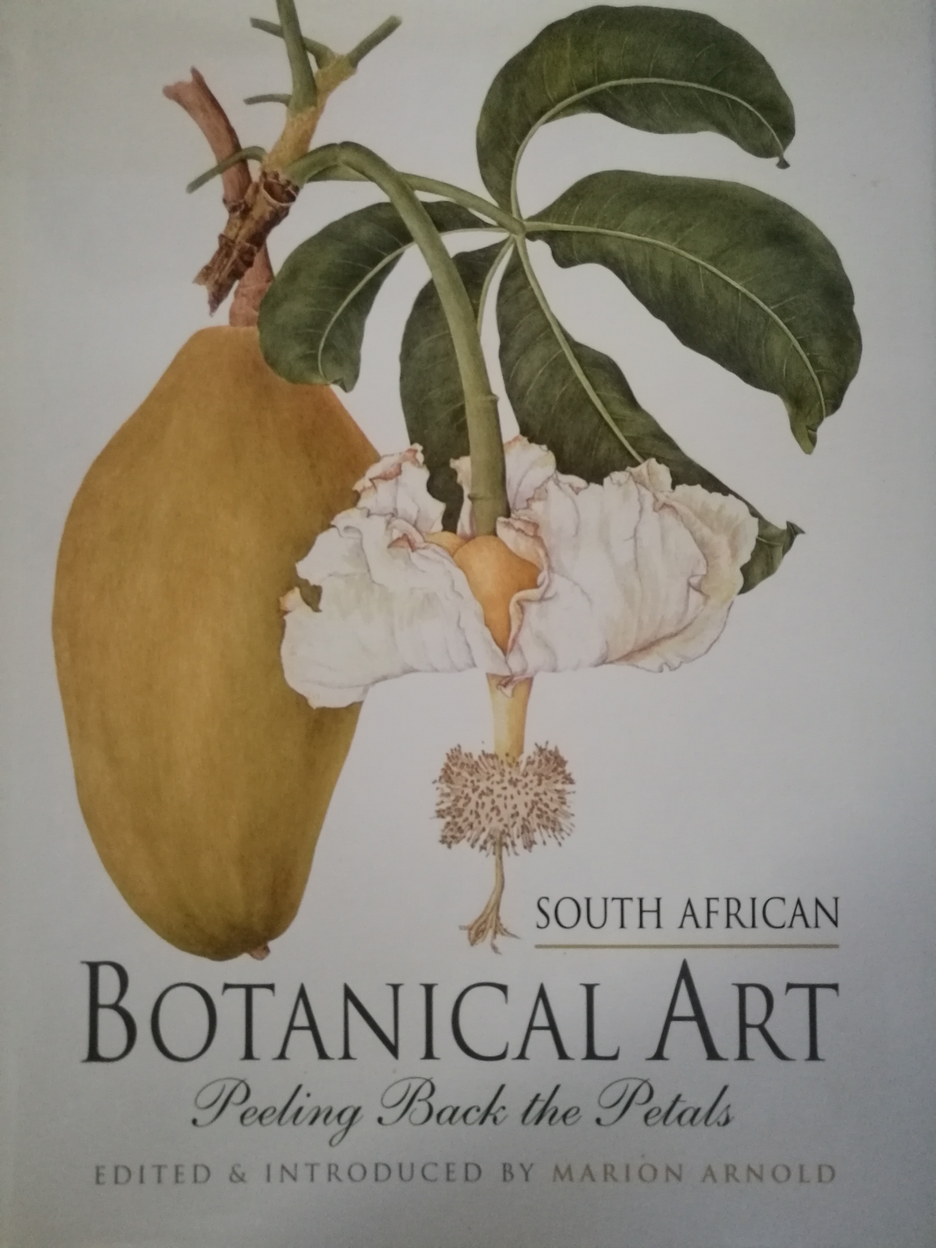 South African Botanical Art Auction 77