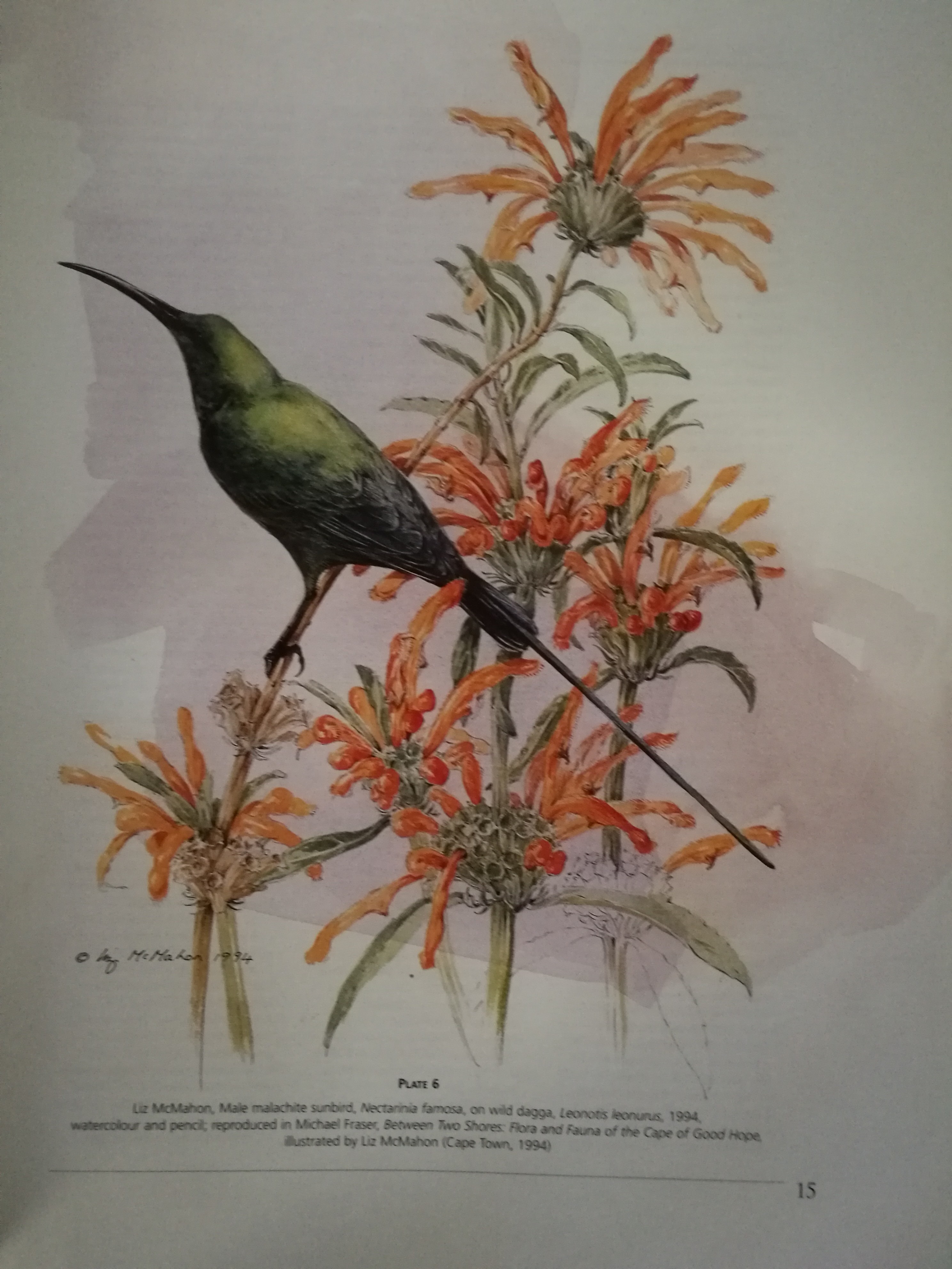 South African Botanical Art Auction 77