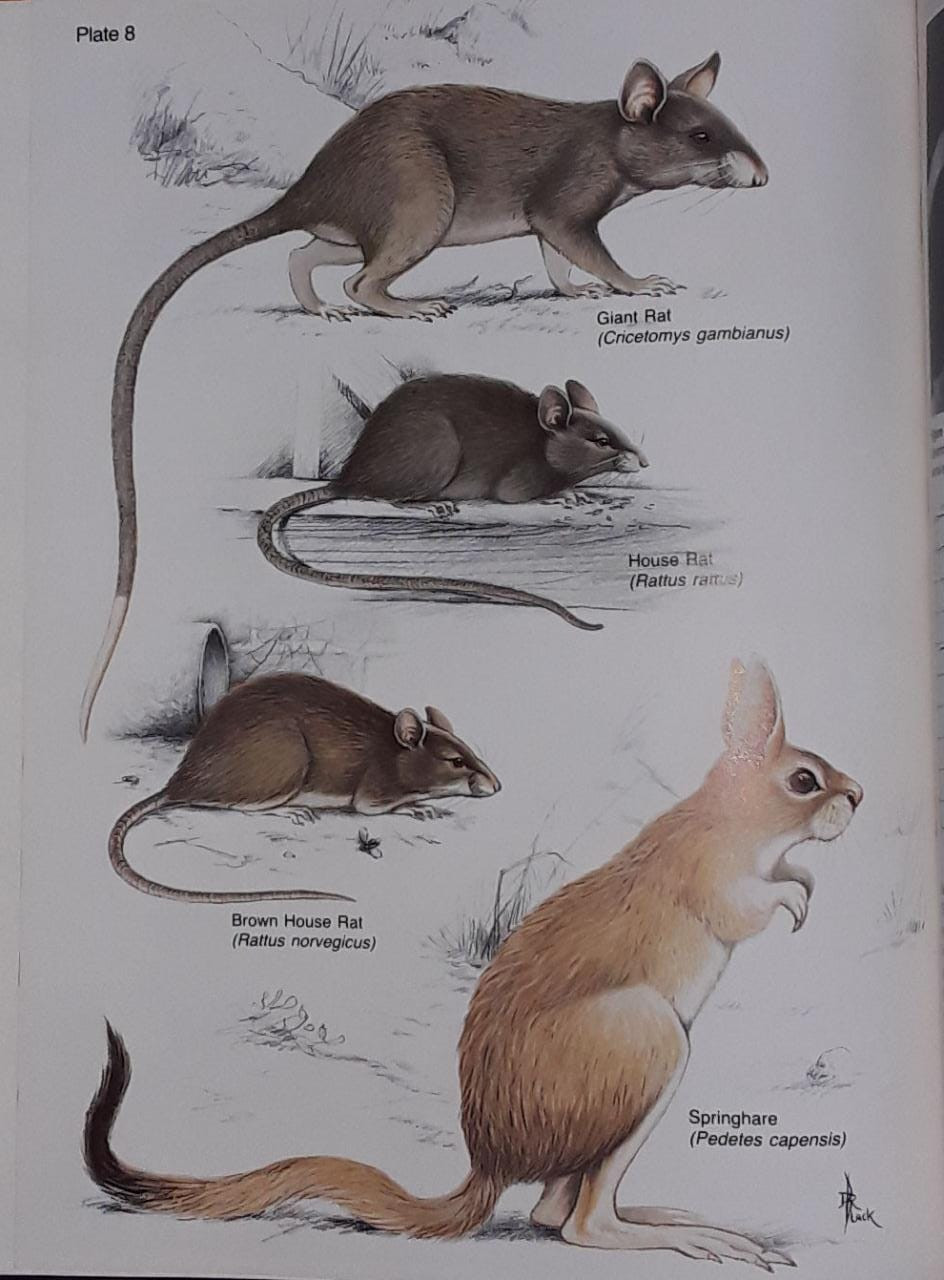 The Rodents Of Southern Africa Auction 85