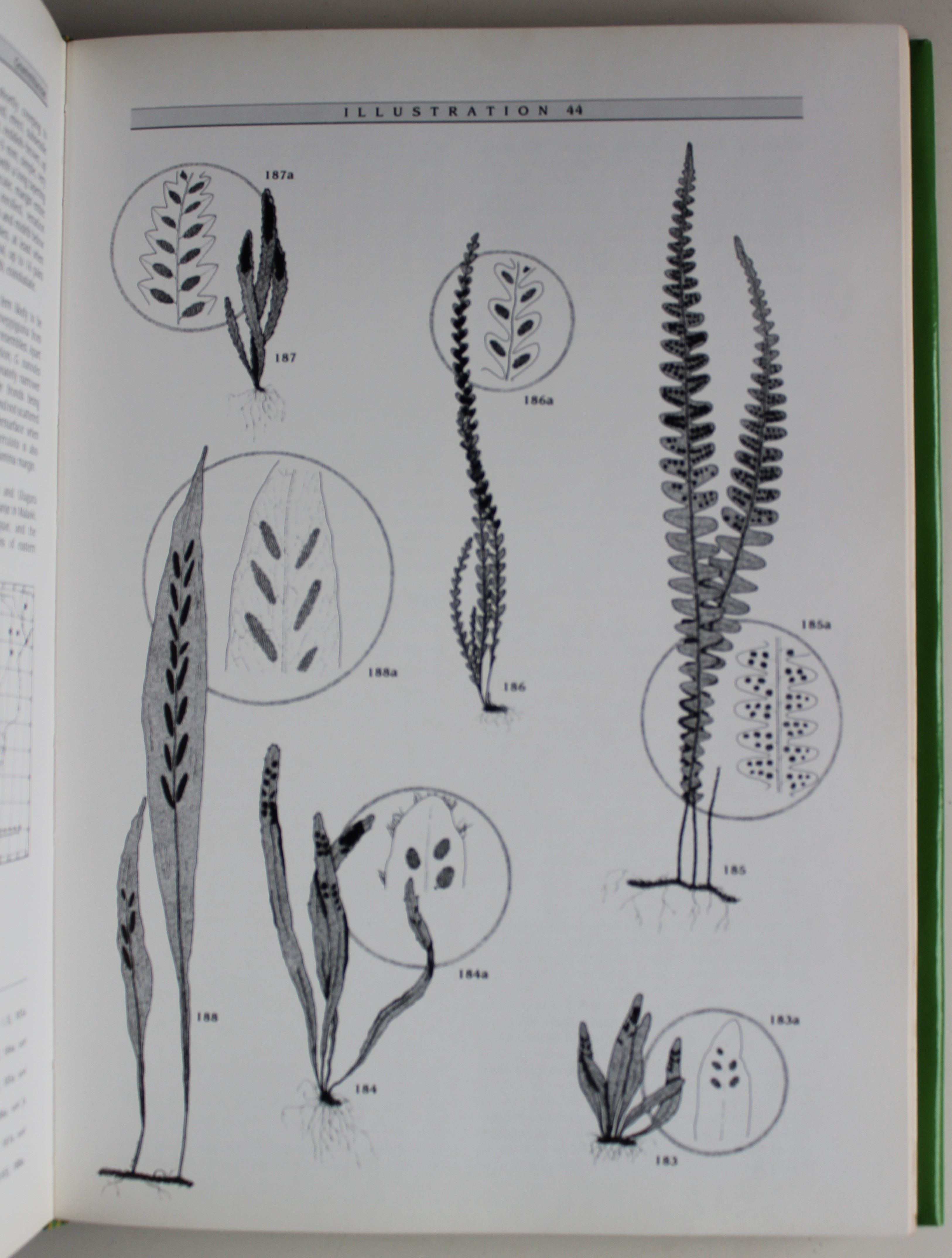 Southern African Ferns And Fern Allies - Auction #87 ...