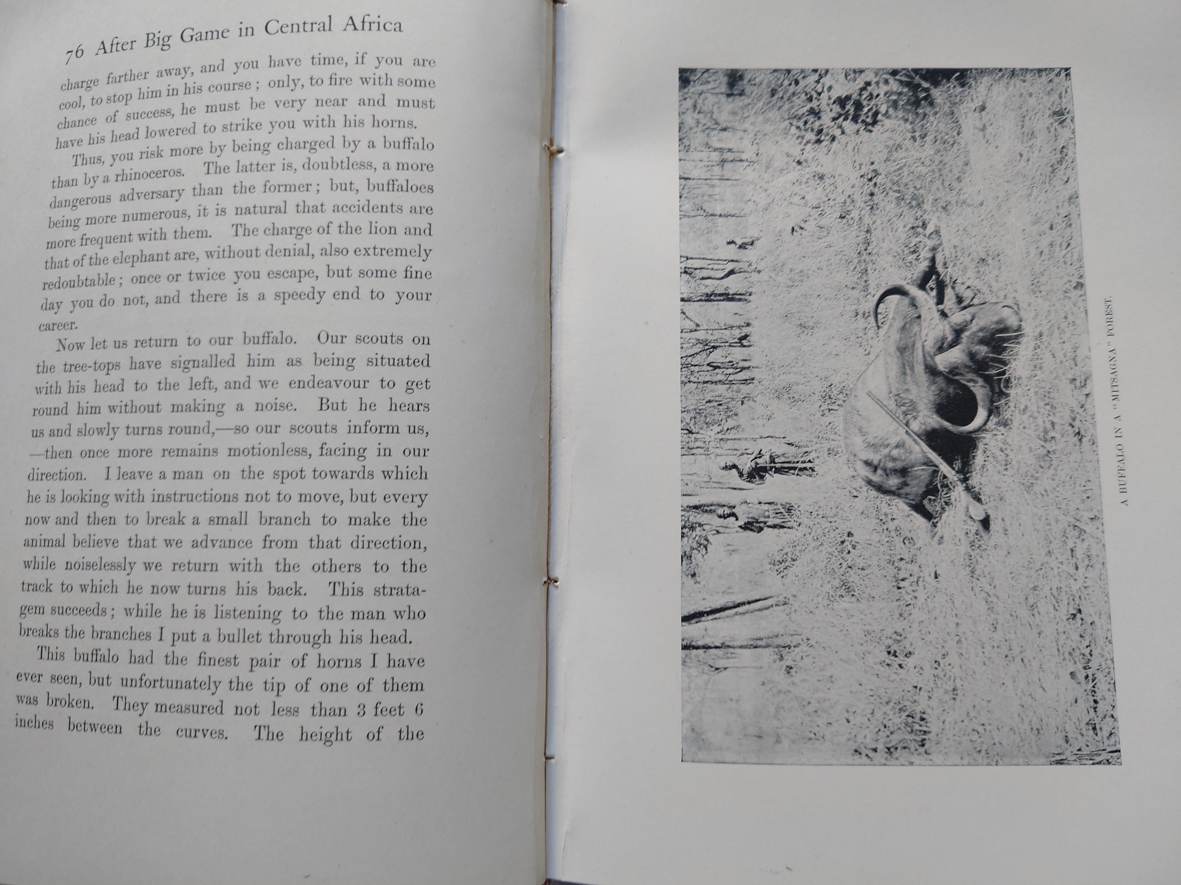 After Big Game In Central Africa Auction 95