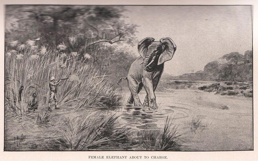 After Big Game In Central Africa Auction 107