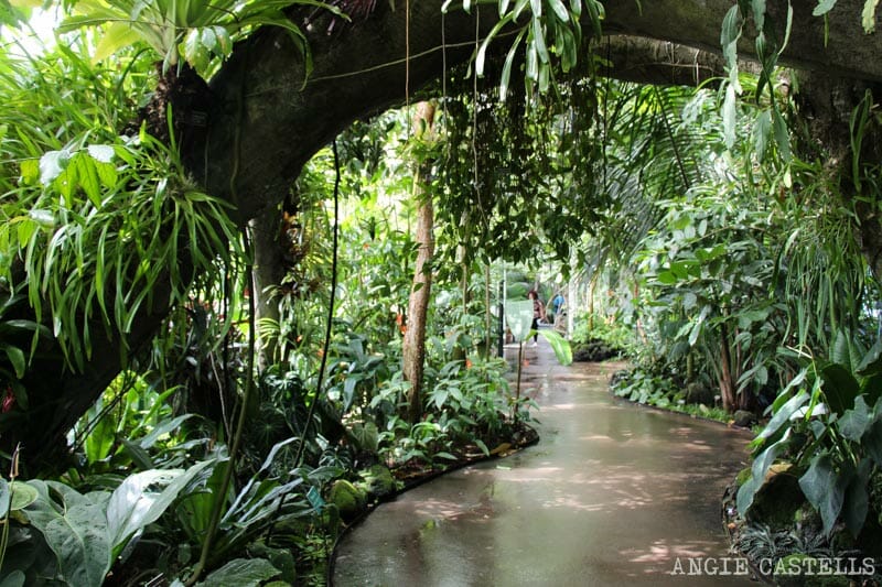 Cómo visitar el Jardín botánico de Nueva York, en el Bronx
