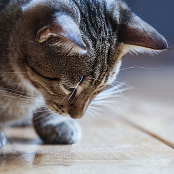 Applaws Cat Food