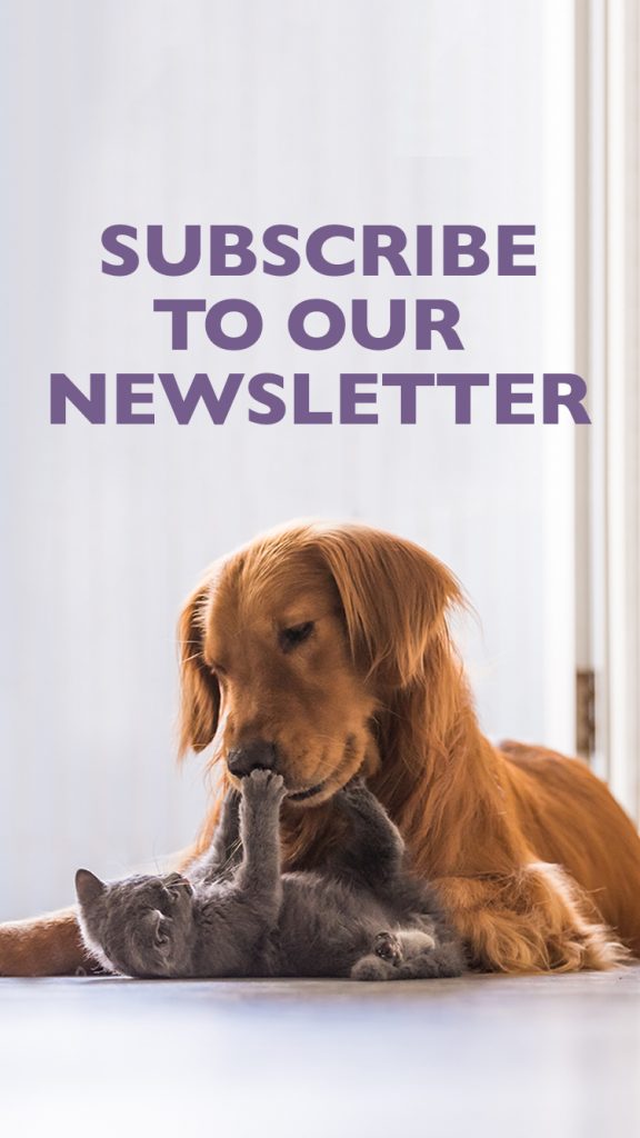 Best Dry Dog Food For Itchy Dog Advice Best Dry Dog Food For Itchy Dog Advice