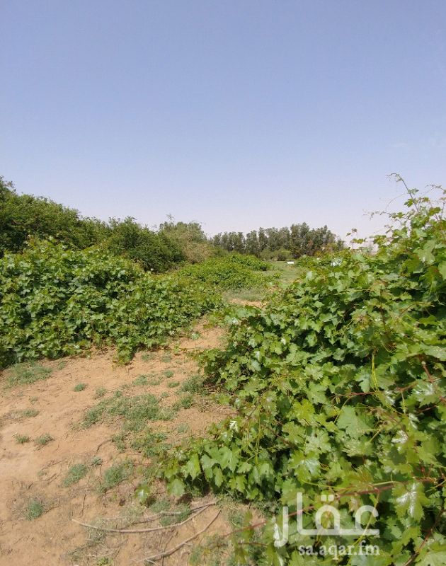 مزرعة للبيع فى المملكة العربية السعودية صورة 2